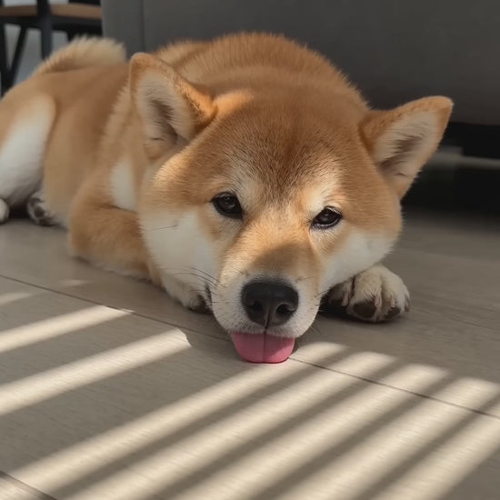 Overheated dog relaxes contentedly after lying on self-cooling ice-silk mat